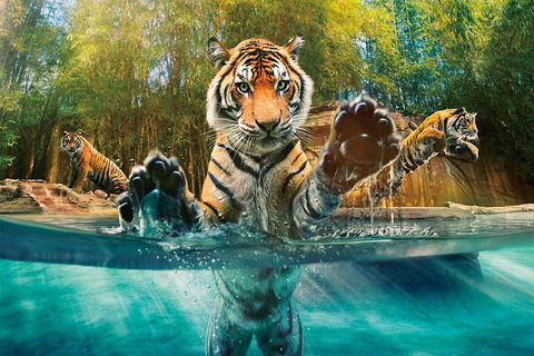 Croc Express To Australia Zoo From Gold Coast - Kalgoorlie Accommodation 3
