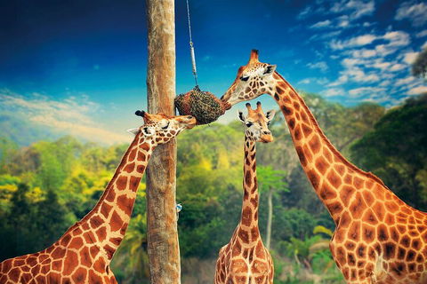 Croc Express To Australia Zoo From Gold Coast - Kalgoorlie Accommodation 5
