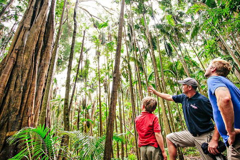 Natural Bridge & Springbrook Waterfalls Tour + Hot Air Balloon With Breakfast - Kalgoorlie Accommodation 5