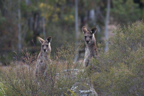 Inside The Greater Blue Mountains World Heritage - A Wildlife Safari Overnight - Kalgoorlie Accommodation 2