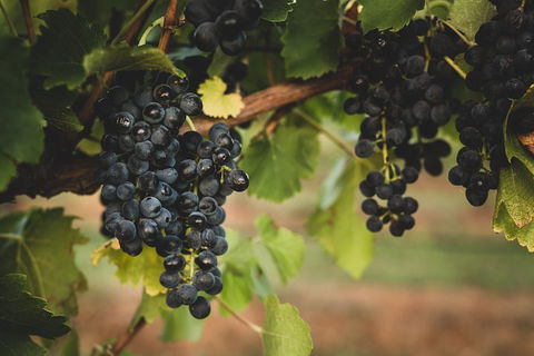 Hideaway Private Tours Hunter Valley- Indulgence Wine Tour (Full Day) - Kalgoorlie Accommodation 3