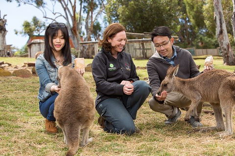 Bonorong Wildlife Park And Richmond Afternoon Tour From Hobart - Kalgoorlie Accommodation 1