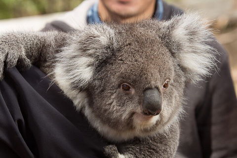 Bonorong Wildlife Park And Richmond Afternoon Tour From Hobart - Kalgoorlie Accommodation 2