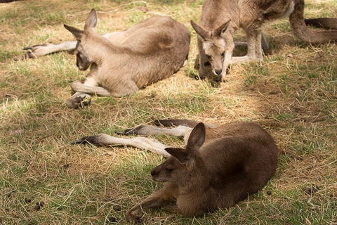 Bonorong Wildlife Park And Richmond Afternoon Tour From Hobart - Kalgoorlie Accommodation 3