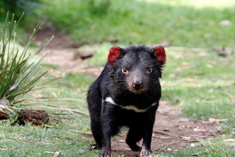Bonorong Wildlife Park And Richmond Afternoon Tour From Hobart - Kalgoorlie Accommodation 4