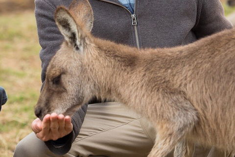 Bonorong Wildlife Park And Richmond Afternoon Tour From Hobart - Kalgoorlie Accommodation 5