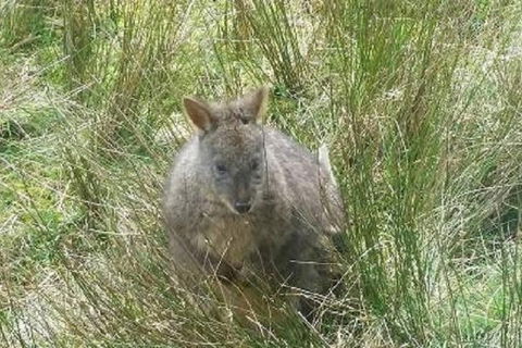 Leven Canyon Day Trip Including Wings Wildlife Park Or Gunns Plains Caves - Kalgoorlie Accommodation 3
