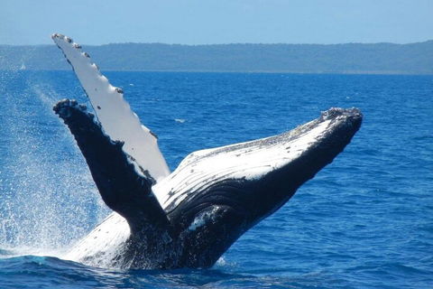 Mooloolaba Whale Watching Tour - Kalgoorlie Accommodation 0