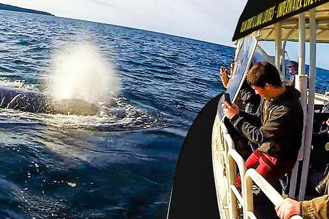 Mooloolaba Whale Watching Tour - Kalgoorlie Accommodation 2