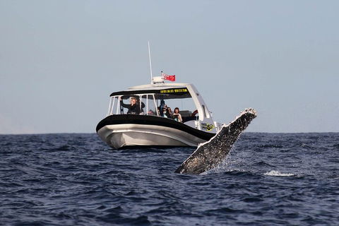 Mooloolaba Whale Watching Tour - Kalgoorlie Accommodation 3