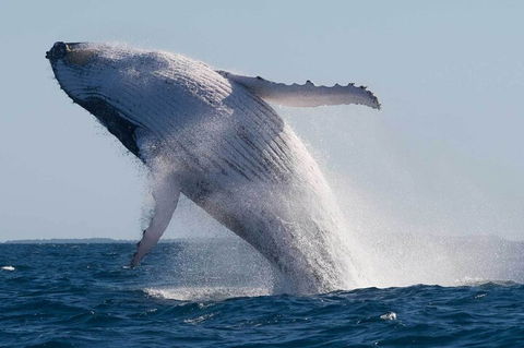 Mooloolaba Whale Watching Tour - Kalgoorlie Accommodation 4