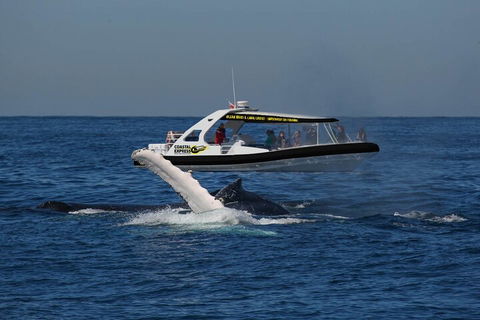 Mooloolaba Whale Watching Tour - Kalgoorlie Accommodation 5