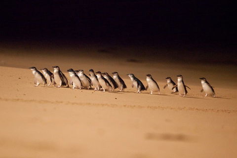 Great Ocean Road & Phillip Island Overnight Tour - Kalgoorlie Accommodation 2