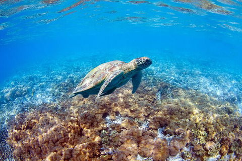 Great Barrier Reef Day Cruise To Reefworld - Kalgoorlie Accommodation 5