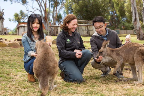 Bonorong Wildlife Park And Richmond Afternoon Tour From Hobart - Kalgoorlie Accommodation 1