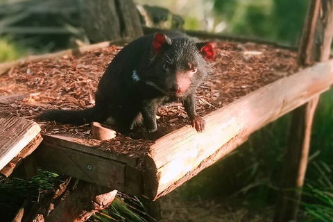 Bonorong Wildlife Park And Richmond Afternoon Tour From Hobart - Kalgoorlie Accommodation 4