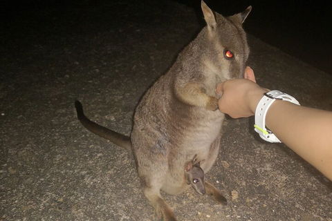 Private Tour To Paronella Park, Historic Village Herberton And Wild Life Wallaby - Kalgoorlie Accommodation 0