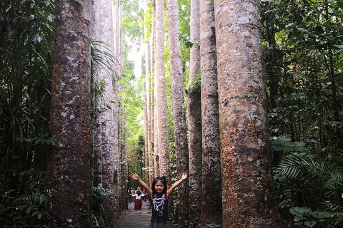 Private Tour To Paronella Park, Historic Village Herberton And Wild Life Wallaby - Kalgoorlie Accommodation 2