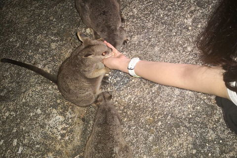 Private Tour To Paronella Park, Historic Village Herberton And Wild Life Wallaby - Kalgoorlie Accommodation 4