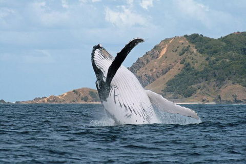 Byron Bay Whale Watching Cruise - Kalgoorlie Accommodation 0