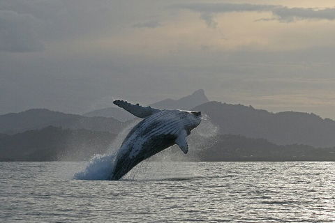 Byron Bay Whale Watching Cruise - Kalgoorlie Accommodation 1