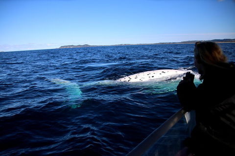 Byron Bay Whale Watching Cruise - Kalgoorlie Accommodation 2