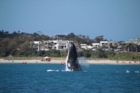 Byron Bay Whale Watching Cruise - Kalgoorlie Accommodation 3