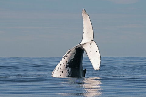 Byron Bay Whale Watching Cruise - Kalgoorlie Accommodation 4