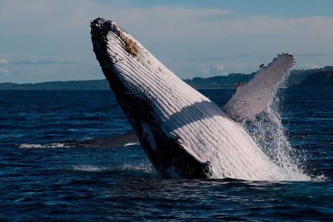 Byron Bay Whale Watching Cruise - Kalgoorlie Accommodation 5