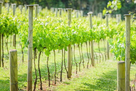 Deluxe Winery Tour To Tamborine Mountain, Includes Gourmet Two Course Lunch - Kalgoorlie Accommodation 5