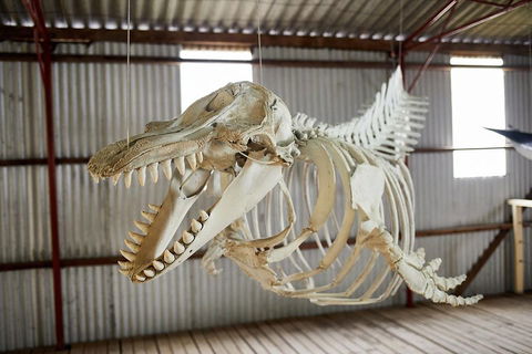Albany's Whale Story - Kalgoorlie Accommodation 3