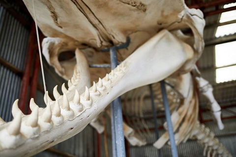 Albany's Whale Story - Kalgoorlie Accommodation 5
