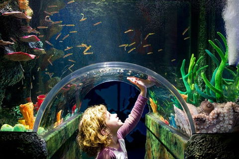 Melbourne BIG Ticket - LEGOLAND Discovery And SEA LIFE Melbourne - Kalgoorlie Accommodation 2