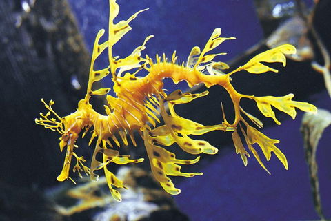SEA LIFE Melbourne Aquarium Admission Ticket - Kalgoorlie Accommodation 0