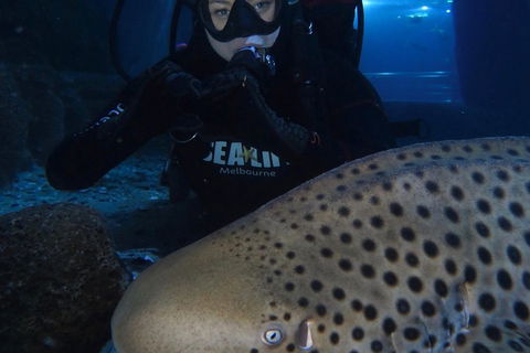 Shark Dive Experience At SEA LIFE Melbourne Aquarium - Kalgoorlie Accommodation 5