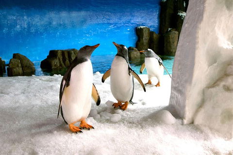 Penguin Passport At SEA LIFE Melbourne Aquarium - Kalgoorlie Accommodation 1