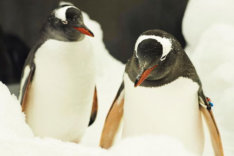 Penguin Passport At SEA LIFE Melbourne Aquarium - Kalgoorlie Accommodation 2