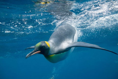 Penguin Passport At SEA LIFE Melbourne Aquarium - Kalgoorlie Accommodation 3