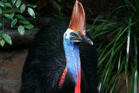 Cape Tribulation, Daintree Rainforest And Wildlife Tour - Kalgoorlie Accommodation 5