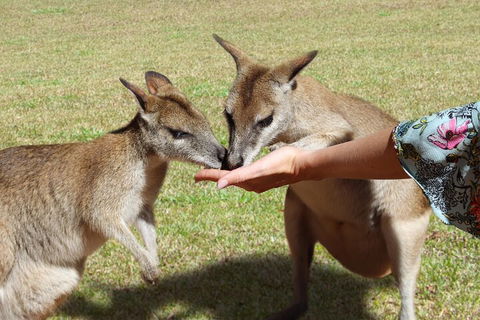 Kuranda Rainforestation & Kuranda Scenic Rail - Kalgoorlie Accommodation 4