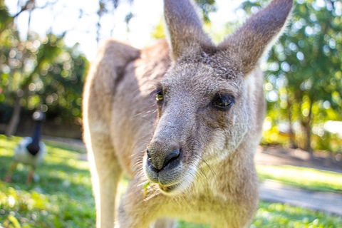 Virtual Interactive Australian Wildlife Tour With Private Guide-Wildlife Habitat - Kalgoorlie Accommodation 2