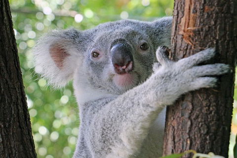 Virtual Interactive Australian Wildlife Tour With Private Guide-Wildlife Habitat - Kalgoorlie Accommodation 3