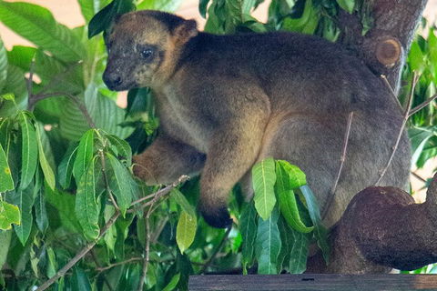 Virtual Interactive Australian Wildlife Tour With Private Guide-Wildlife Habitat - Kalgoorlie Accommodation 4