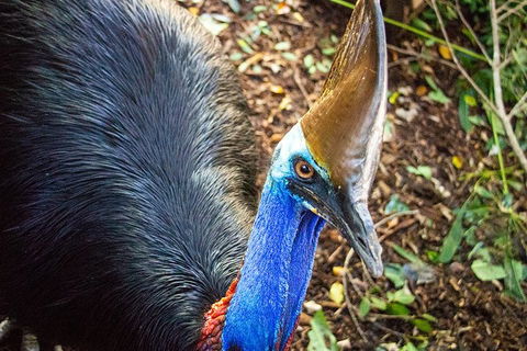 Virtual Interactive Australian Wildlife Tour With Private Guide-Wildlife Habitat - Kalgoorlie Accommodation 5