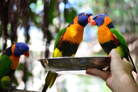 Wildlife Habitat Port Douglas - Kalgoorlie Accommodation 0