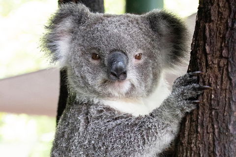 Wildlife Habitat Port Douglas - Kalgoorlie Accommodation 1