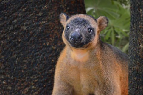 Wildlife Habitat Port Douglas - Kalgoorlie Accommodation 5