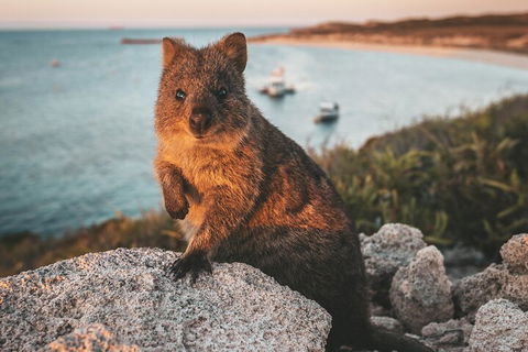 Rottnest Island Roundtrip Fast Ferry From Hillarys Boat Harbour - Kalgoorlie Accommodation 5