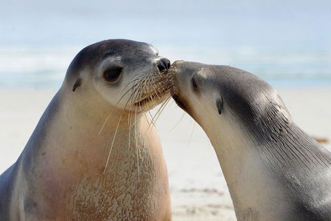 2 Day Ultimate Kangaroo Island With Return Ferry - Kalgoorlie Accommodation 2