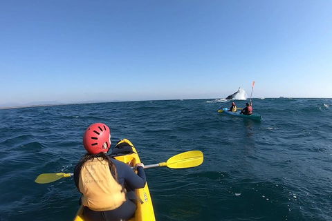 Kayaking With Dolphins In Byron Bay Guided Tour - Kalgoorlie Accommodation 3